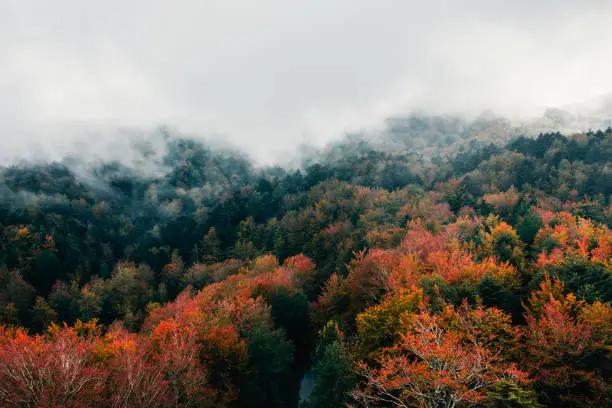 Aerial shot of autumn treetops in the fog