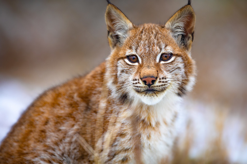 Beautiful eurasian lynx or bobcat sitting in the forest a cold day in the winter.