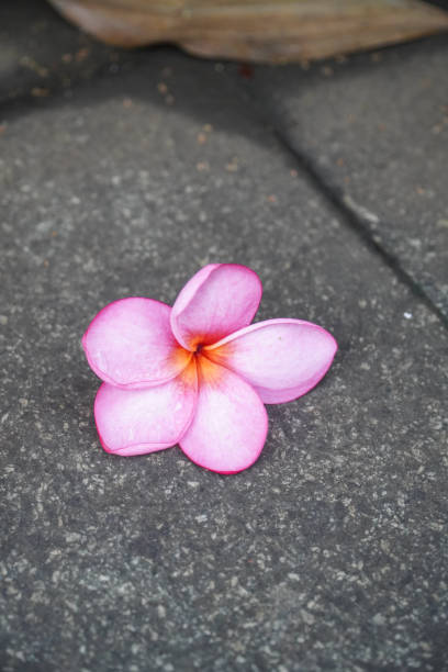 istock pink frangipani flowers lying on the gray tiled floor 1441618596