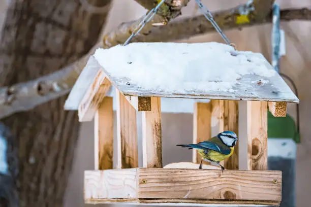 Blue Tit Cyanistes caeruleus sitting in wooden feeder and eating nutritious seeds. Feeding birds in winter.