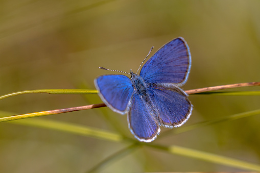 Cranberry blue (Agriades optilete) on Common cottongrass (Eriophorum angustifolium) with bright background