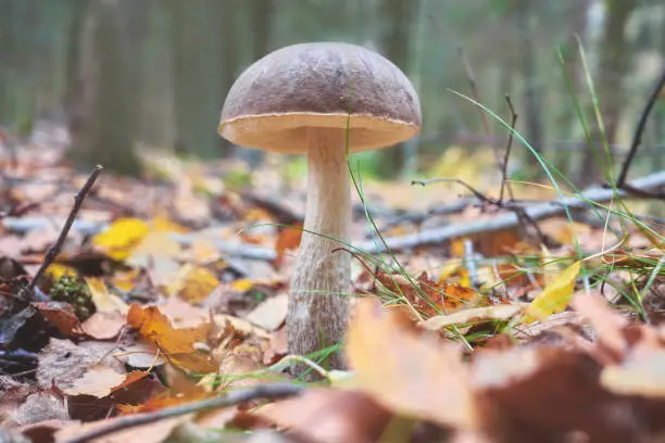 Close up picture of an edible mushroom in a forest, selective focus on the cap.