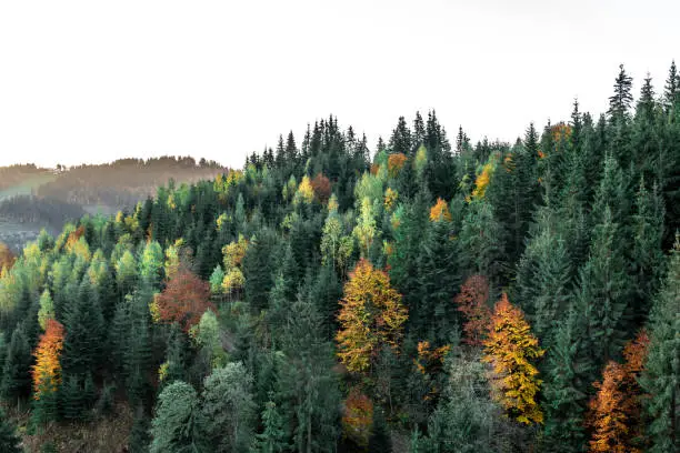 Coniferous forest in autumn in the mountains, natural background.
