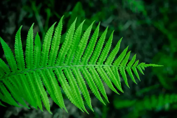 fern leaves in the forest. large green leaf. natural background