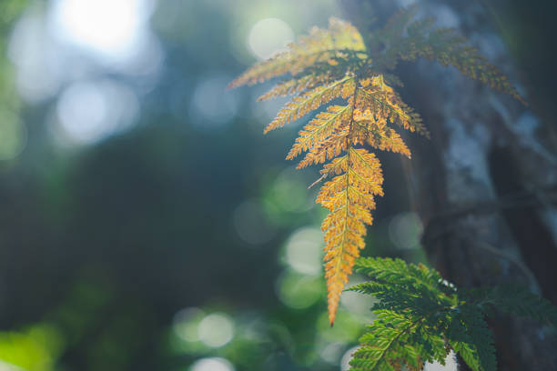 fern and thicket shrubs against sunlight breaking through dense foliage on background, Mysterious landscape of foggy forest. Roots of exotic trees, Fantasy nature and fairy tale background