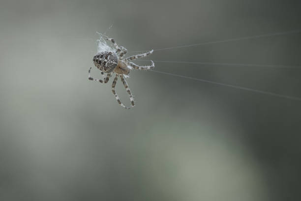 Spider on a fence in the garden. Selective focus.