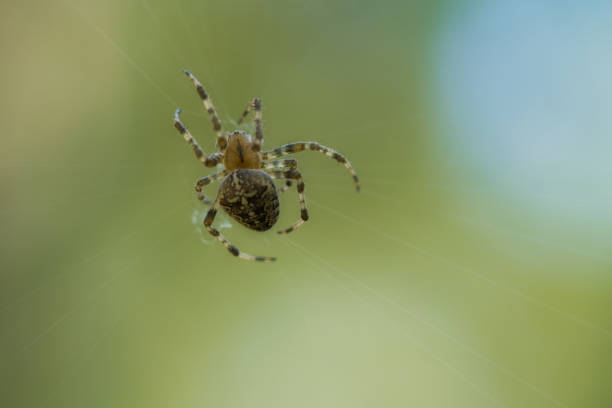 istock Cross spider crawling on a spider thread. Halloween fright. A useful hunter among 1441619498