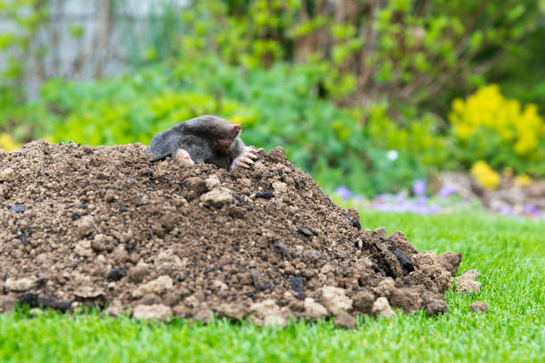 istock Mole animal peeking from the tunnel 1441620628
