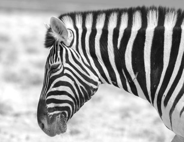 istock Side Profile of a zebra head close up 1441620717