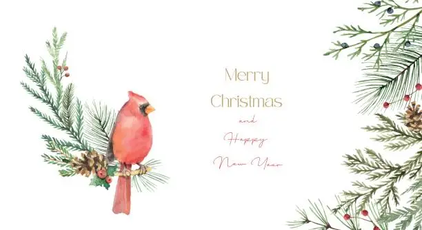 Vector illustration of Watercolor Christmas card with cardinal bird, fir branches and place for text on white background. Suitable for postcard, cover, flyer, cards design, New year invitations, wedding.