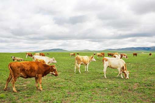 Farm, Cattle, Agricultural Field, Animal