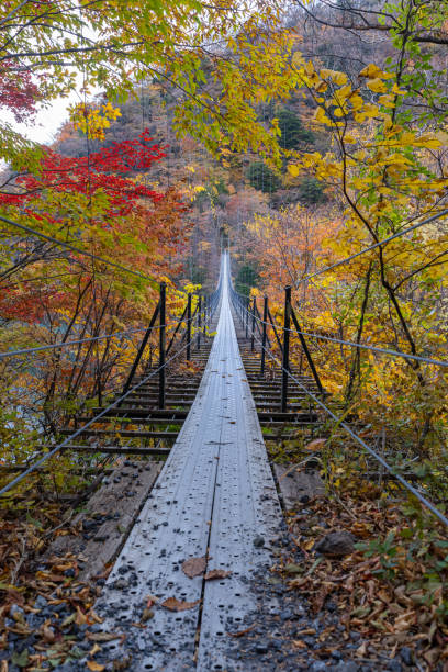 istock Autumn leaves and suspension bridge 1441623039