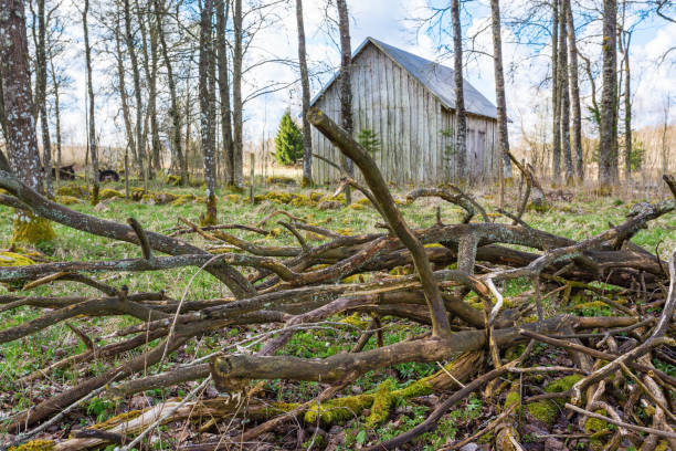 Old branches on the ground at a wooden shed