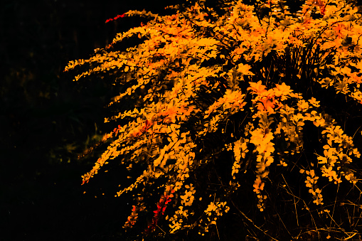 Berberis shrub in late evening.