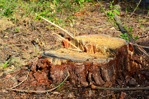 Tree stump in the  forest. Pine tree stump close up.
