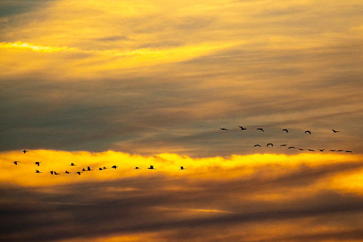 Reflection of Canadian geese flying over wildlife refuge on an orange and purple sunset, San Joaquin Valley, California