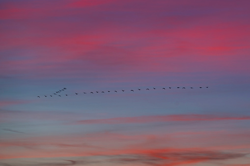 Group of Geese flying in formation in the sky during a fall sunset