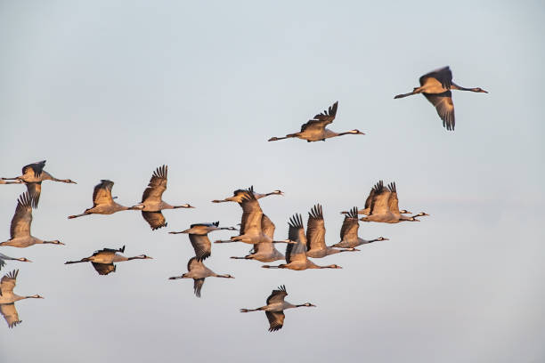 Crane birds or Common Cranes or Eurasian Cranes (Grus Grus) flying in mid air in a sunset during the autumn migration over the moors of Diepholz in Germany. The cranes feed and rest in the fields around the moors in  Lower Saxony, Germany during their migration from the breeding grounds in Northern Germany, Poland and Scandinavia to their winter habitats in Spain and Northern Africa.