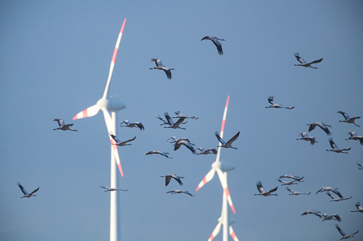 Crane birds or Common Cranes flying in mid air with a wind turbine in the background.