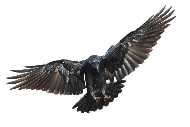istock Birds - Common Raven Corvus corax isolated on white background 1441628048