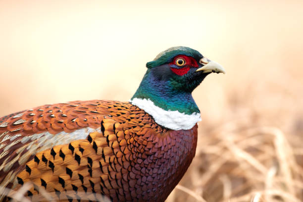 istock Common pheasant (Phasianus colchius) Ring-necked pheasant in natural habitat, winter time, snow 1441628241