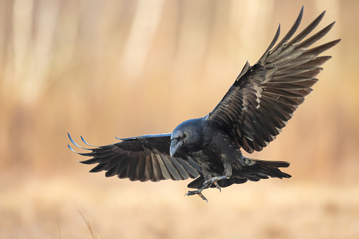 istock A beautiful raven (Corvus corax) flying bird North Poland Europe 1441628284