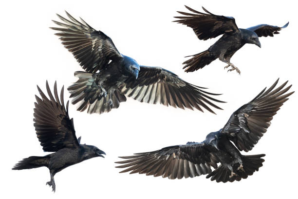 istock Birds flying ravens isolated on white background Corvus corax. Halloween - mix four birds 1441628285