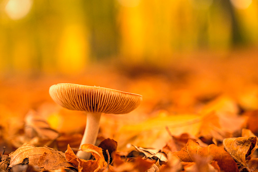 Fungus growing on the forest floor during an autumn morning. The forest ground of the Veluwe nature reserve is covered with brown fallen leaves and the fog is giving the forest a desolate atmosphere.