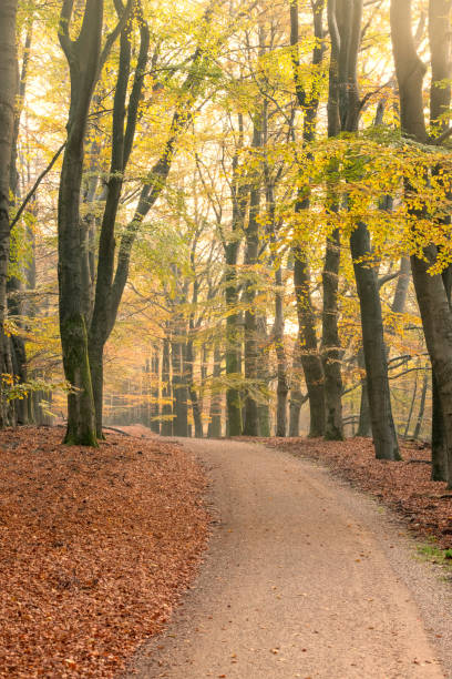 istock Path through a misty forest during a beautiful foggy autumn day 1441631767
