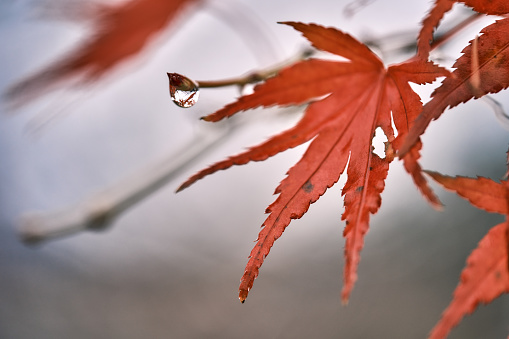 A raindrop on a red leaf showing the surroundings on the reflexion.