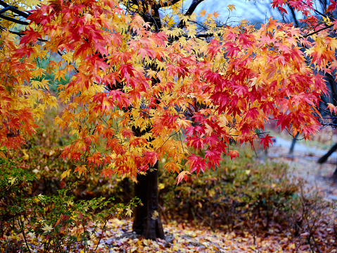 Colorful tree at the end of Autumn