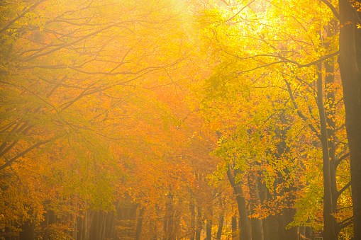 Sunny forest during a beautiful foggy fall day with brown golden leaves. The forest ground of the Veluwe nature reserve is covered with brown fallen leaves and the path is disappearing in the distance. The fog is giving the forest a desolate atmosphere.