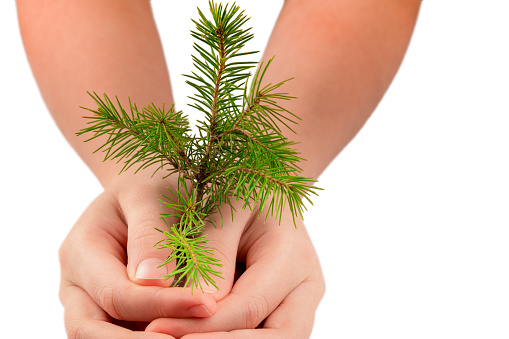 childrens hands hold a sprout of a christmas tree on a white background