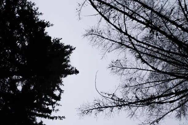 A view up into the tree canopy at dusk. There you can see the outlines of an autumn needleless pine and a fir.