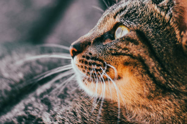 istock tabby cat close-up, eyes, snook, snoot 1441634088