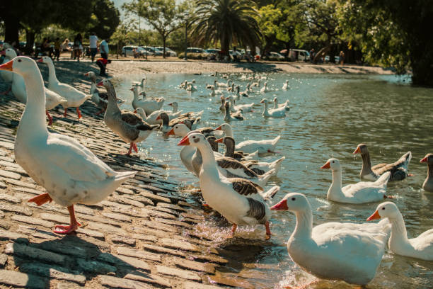 lake in buenos aires, geese, jacaranda and small boats stock photo