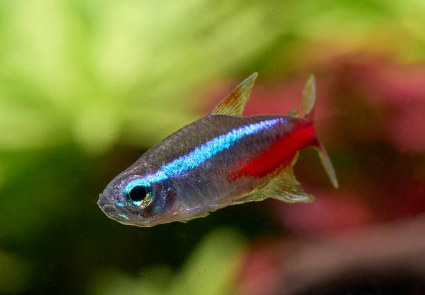 istock Blue neon tetra fish in aquarium 1441637970