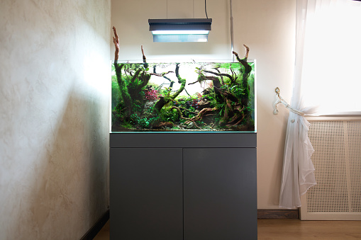 Beautiful freshwater aquascape with live aquarium plants, Frodo stones, redmoor roots covered by java moss and a school of blue neon tetra fish. Standing in room with window and curtain.