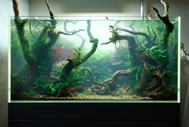 Beautiful freshwater aquascape with live aquarium plants Cloudy water in aquarium. Bacterial bloom. Beautiful freshwater aquascape with live plants, Frodo stones, redmoor roots covered by java moss and a school of blue neon tetra fish. neon trident stock pictures, royalty-free photos & images