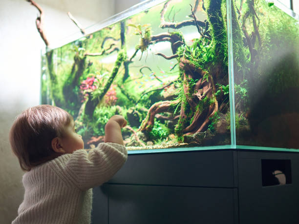 A small cute baby sits on a pouf and looks at the beautiful freshwater aquascape with live aquarium A small cute baby touches the glass of the beautiful freshwater aquascape with live aquarium plants, Frodo stones, redmoor roots covered by java moss. neon trident stock pictures, royalty-free photos & images