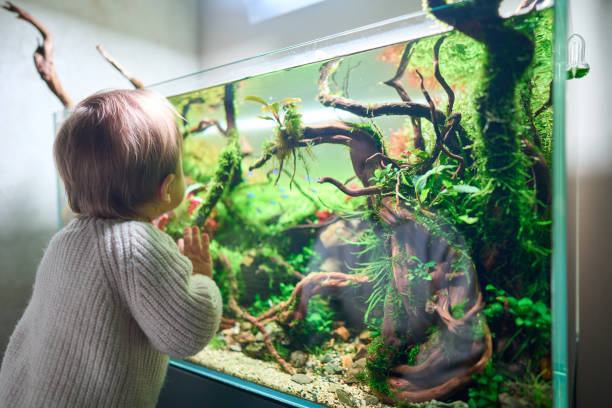 A small cute baby sits on a pouf and looks at the beautiful freshwater aquascape with live aquarium A small cute baby touches the glass of the beautiful freshwater aquascape with live aquarium plants, Frodo stones, redmoor roots covered by java moss. neon trident stock pictures, royalty-free photos & images