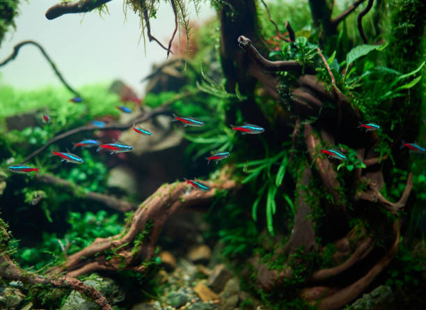 a school of blue neon tetra fish A school of blue neon tetra fish inside beautiful freshwater aquascape with live aquarium plants, Frodo stones, redmoor roots covered by java moss. neon trident stock pictures, royalty-free photos & images