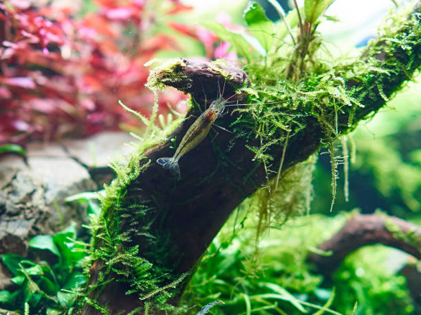 istock Amano shrimp in aquarium 1441638144