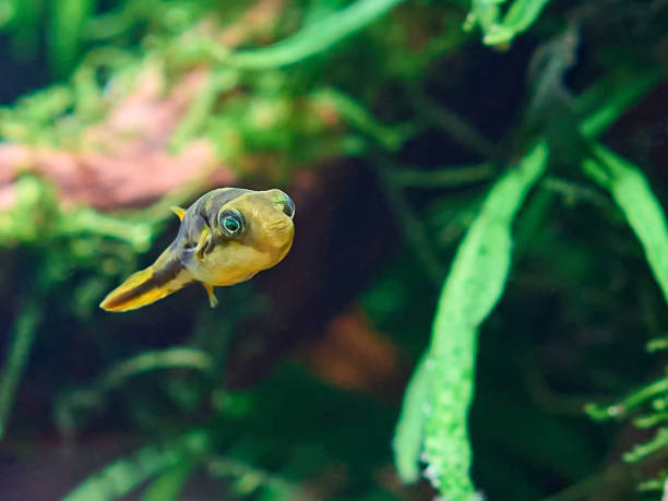 Dwarf pufferfish in freshwater aquarium