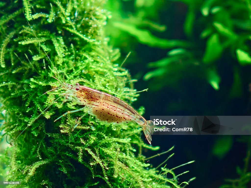 Amano shrimp in aquarium Amano shrimp (Caridina Multidentata) sits on the java moss in aquarium aquascape. Close-up shot. Aquarium Stock Photo