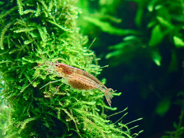 Amano shrimp in aquarium Amano shrimp (Caridina Multidentata) sits on the java moss in aquarium aquascape. Close-up shot. amano aquarium stock pictures, royalty-free photos & images