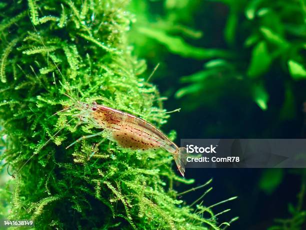 Amano Shrimp In Aquarium Stock Photo - Download Image Now - Aquarium, Java, Moss