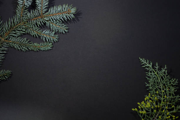 istock Christmas tree with on a dark background with empty space and a fir branch 1441638157