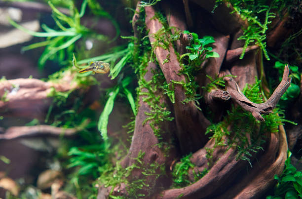 istock Dwarf pufferfish in freshwater aquarium 1441638162