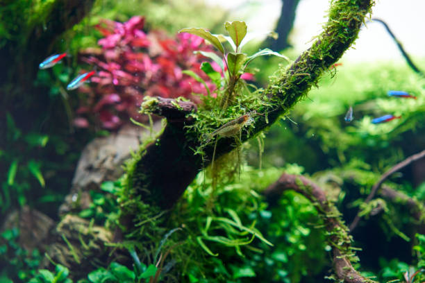 istock Amano shrimp in aquarium 1441638167